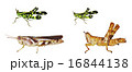 Short-horned grasshopper isolation 16844138