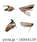 Planthoppers isolation 16844139