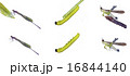 Damselfly, worms, grasshopper are isolation 16844140