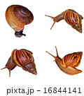 Land snail isolation 16844141