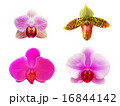 Moth orchid and lady slipper orchid flowers 16844142