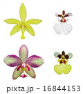 Orchid flowers isolation 16844153