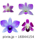 Dendrobium orchid flowers 16844154
