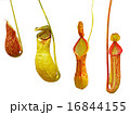 Pitcher plants isolation 16844155