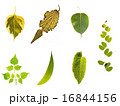 Tropical tree leafs isolation 16844156