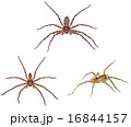 Huntsman spiders isolation 16844157