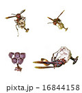 Wasp and hive isolation 16844158