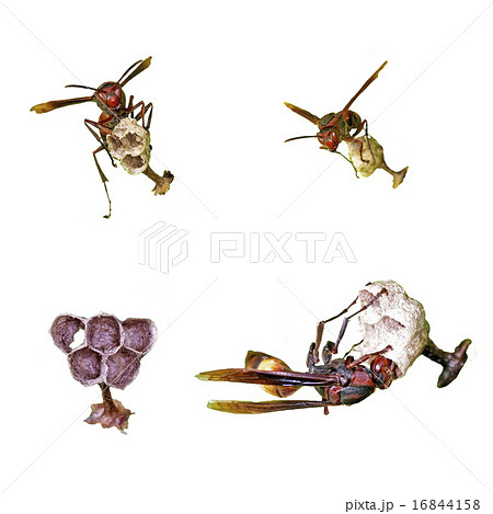 Wasp and hive isolation Wasp and hive isolation 16844158