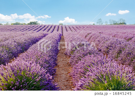Lavender fields near Valensole Provence, France  Lavender fields near Valensole Provence, France  16845245