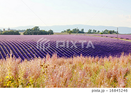Lavender fields near Valensole Provence, France  Lavender fields near Valensole Provence, France  16845246