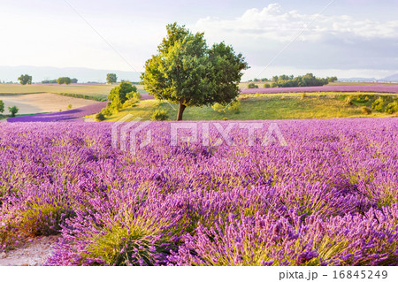 Lavender fields near Valensole Provence, France  Lavender fields near Valensole Provence, France  16845249