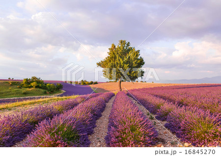 Lavender fields near Valensole in Provence, France on sunset Lavender fields near Valensole in Provence, France on sunset 16845270