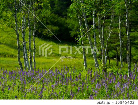 湿原に咲く 16845402