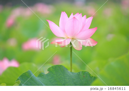 花畑にカワイイピンクの蓮の花が咲くの写真素材