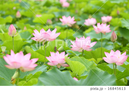 ピンクの蓮の花が一面花畑に咲いているの写真素材