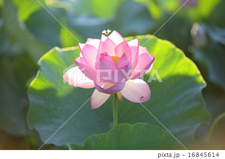 花畑にカワイイピンクの蓮の花が咲くの写真素材