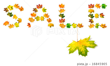 Autumn maple-leaf and word S A L E Autumn maple-leaf and word S A L E 16845905