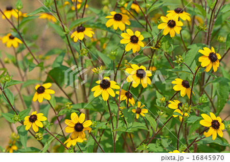 ルドベキア・タカオ ルドベキア・タカオ 16845970