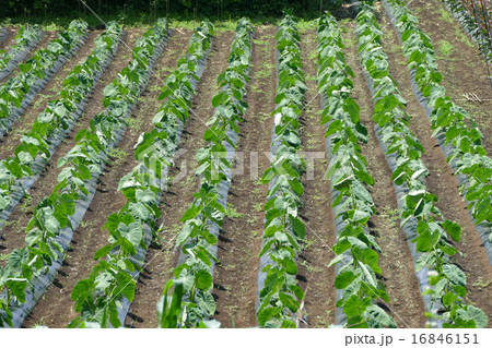 畑　さといも 16846151