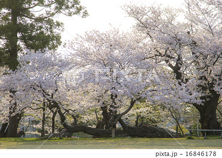 山形県鶴岡市鶴岡公園の桜の写真素材