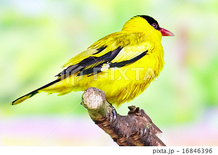 Black-naped Oriole 16846396
