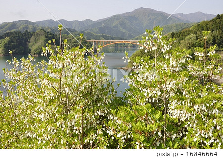 ドウダンツツジ咲く湖畔 16846664