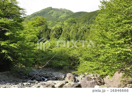新緑の早戸川 新緑の早戸川 16846666