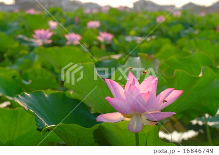 藤原京の蓮（奈良） 16846749