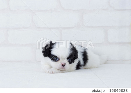 可愛く伏せをする狆の仔犬 16846828