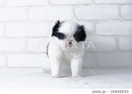 カメラを見る狆の仔犬 16846830