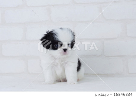 お利口に座る狆の仔犬 16846834