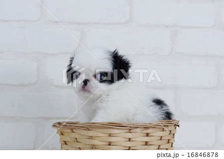 バスケットに入る狆の仔犬 16846878