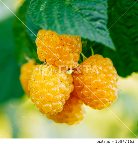 Raspberries. Growing Organic Berries Closeup. Ripe Raspberry In Raspberries. Growing Organic Berries Closeup. Ripe Raspberry In 16847162