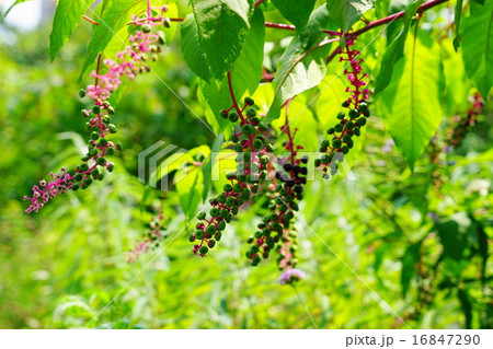 7月実　ヨウシュヤマゴボウ・ヤマゴボウ科09 16847290