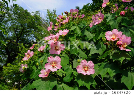 7月花　スイフヨウ・アオイ科21 16847320