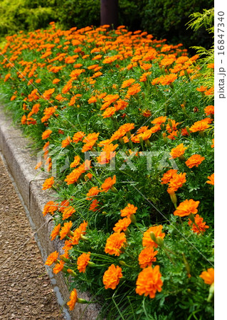 7月花 マリーゴールド キク科53港の見える丘公園の写真素材