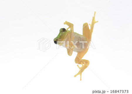 アマガエル 16847373
