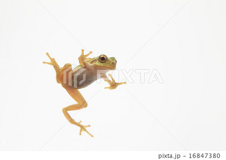 アマガエル アマガエル 16847380