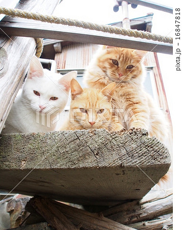 興味津々で覗き込む野良猫 16847818