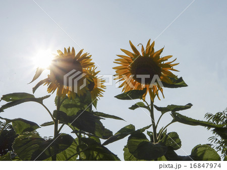 太陽を背に咲くひまわり 太陽を背に咲くひまわり 16847974