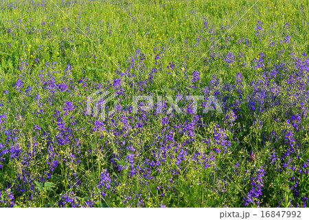 Blue wildflowers at meadow in summer Blue wildflowers at meadow in summer 16847992