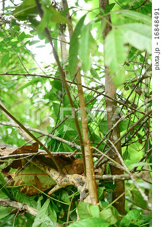 フィリピン　メガネザル　 16848491