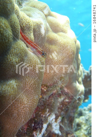 シュノーケリング 16848741