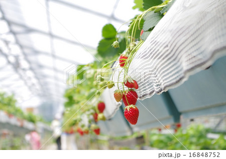 いちご狩り1 いちご狩り1 16848752