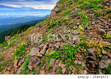 八ヶ岳連峰・権現岳付近の高山植物群落 16849073
