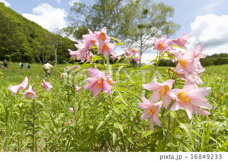 ヒメサユリ 16849233