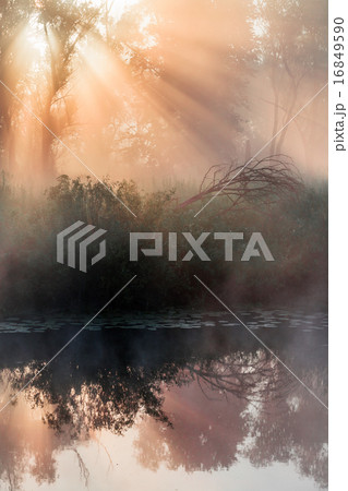 summer landscape dense fog in the oak grove  16849590