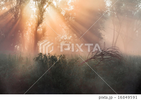 summer landscape dense fog in the oak grove  16849591