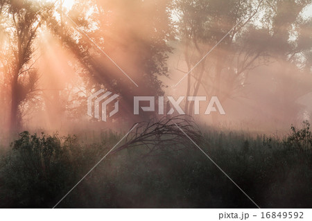summer landscape dense fog in the oak grove summer landscape dense fog in the oak grove 16849592