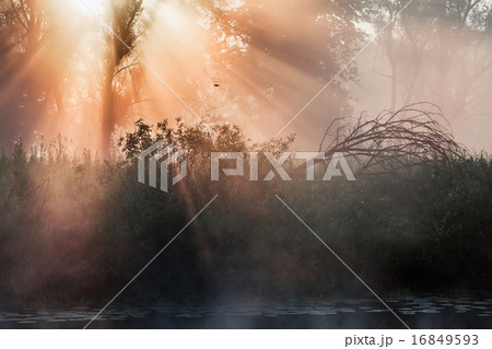 summer landscape dense fog in the oak grove summer landscape dense fog in the oak grove 16849593